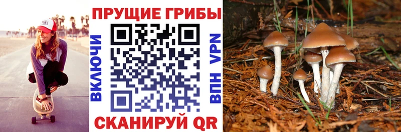 Купить закладки  Саратов  Галлюциногенные грибы Cubensis 